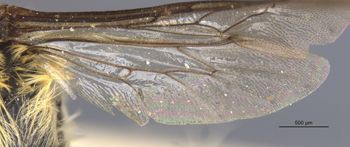 Media type: image;   Entomology 16200 Aspect: Wing hind